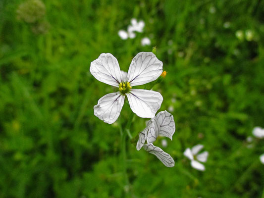 Acker-Rettich (Raphanus raphanistrum)