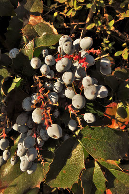 Gewöhnliche Mahonie (Mahonia aquifolium)