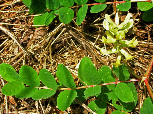 Süß-Tragant (Astragalus glycyphyllos)