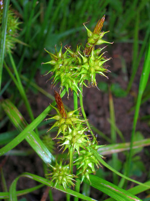 Gelb-Segge (Carex flava agg.)