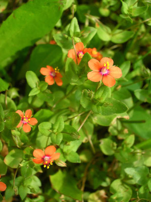 Acker-Gauchheil (Anagallis arvensis)