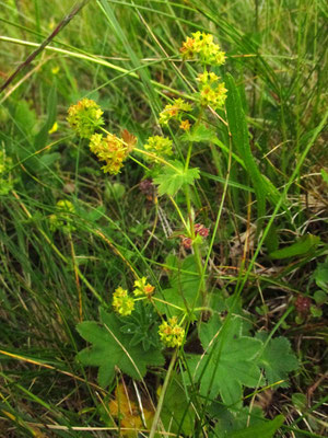 Gelbgrün-Frauenmantel (Alchemilla xanthochlora)