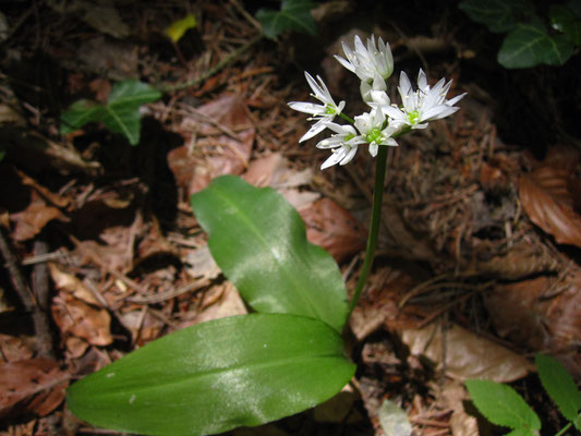 Bär-Lauch (Allium ursinum)