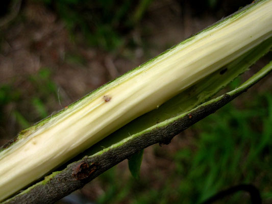 Asch-Weide (Salix cinerea)