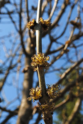 Gewöhnliche Esche (Fraxinus excelsior)