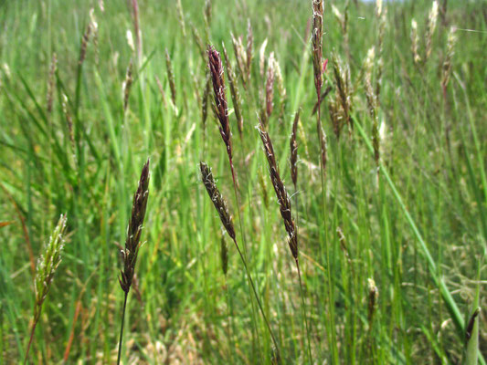 Wiesen-Ruchgras (Anthoxanthum odoratum)