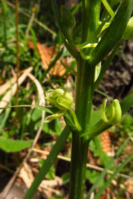 Grünliche Waldhyazinthe (Platanthera montana)