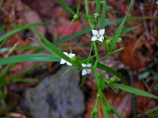 Alpen-Leinblatt (Thesium alpinum)