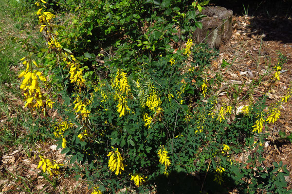 Trauben-Geißklee (Cytisus nigricans) | Fam. Hülsenfrüchtler (Fabaceae)