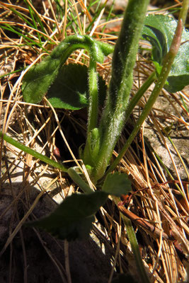 Hügel-Veilchen (Viola collina)