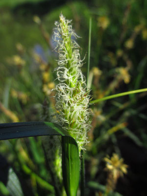 Rauhaar-Segge (Carex hirta)