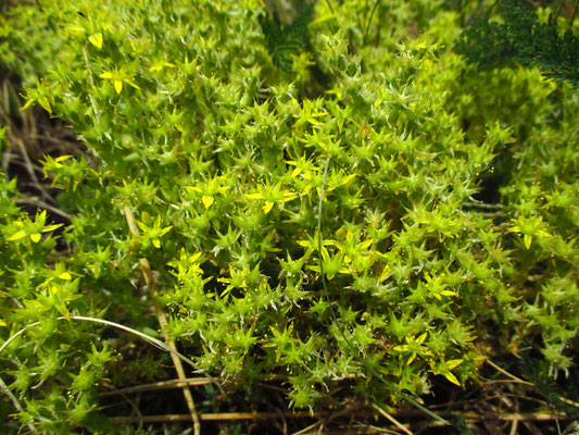 Scharfer Mauerpfeffer (Sedum acre)