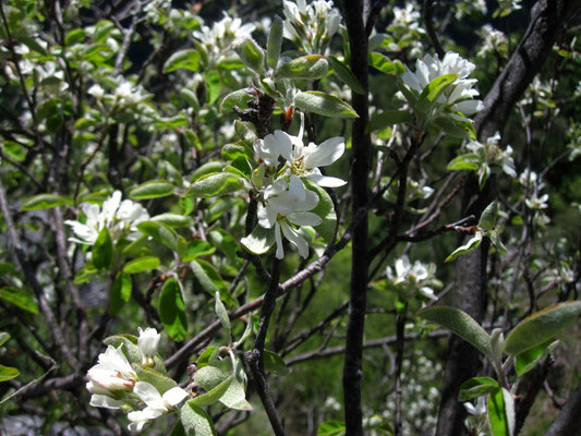 Echte Felsenbirne (Amelanchier ovalis)