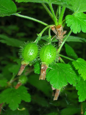 Stachelbeere (Ribes uva-crispa)