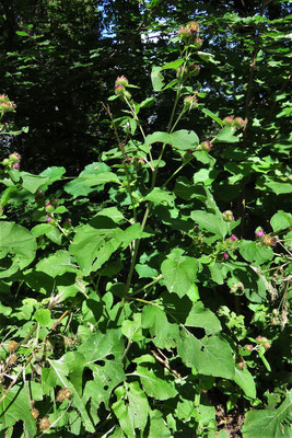 Kleine Klette (Arctium minus)