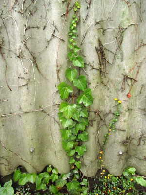 Gewöhnlicher Efeu (Hedera helix)