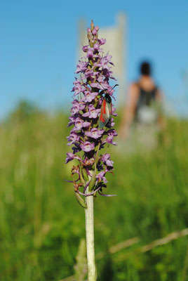 Mücken-Händelwurz (Gymnadenia conopsea)