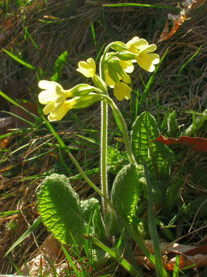 Hohe Schlüsselblume (Primula elatior)