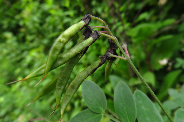 Schwarz-Platterbse (Lathyrus niger)