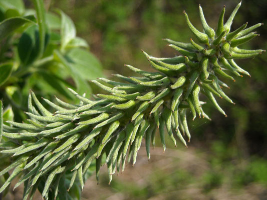 Sal-Weide (Salix caprea) | weibliche Blüte