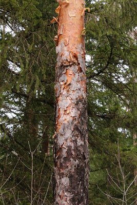 Rot-Föhre (Pinus sylvestris) | Borke