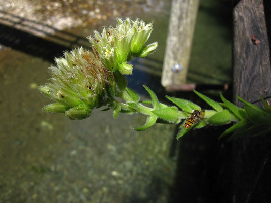 Kurzhaarige Kugel-Fransenhauswurz (Jovibarba globifera subsp. hirta)