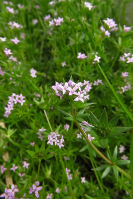 Ackerröte (Sherardia arvensis)