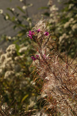 Waldschlag-Weidenröschen (Epilobium angustifolium) | Fam. Nachtkerzengewächse