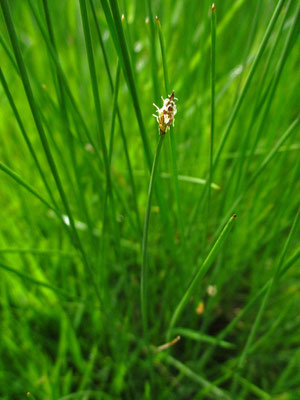 Groß-Sumpfried (Eleocharis palustris)