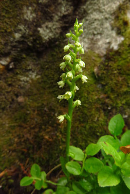 Weißzüngel (Pseudorchis albida) | Fam. Orchideen (Orchidaceae)