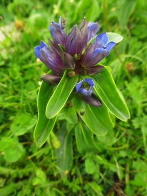 Kreuz-Enzian (Gentiana cruciata)