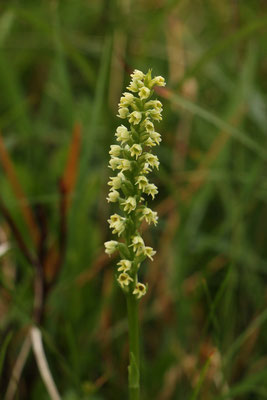 Weiße Höswurz (Pseudorchis albida)