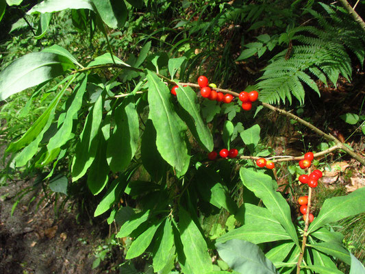 Echter Seidelbast (Daphne mezereum)