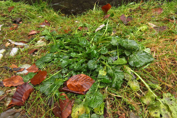 Echte Barbarakresse (Barbarea vulgaris)