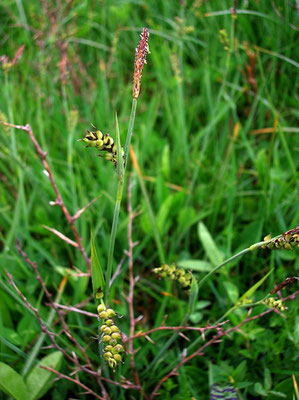 Hirse-Segge (Carex panicea)