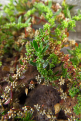 Behaartes Bruchkraut (Hernaria hirsuta)