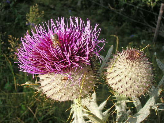 Woll-Kratzdistel (Cirsium eriophorum)