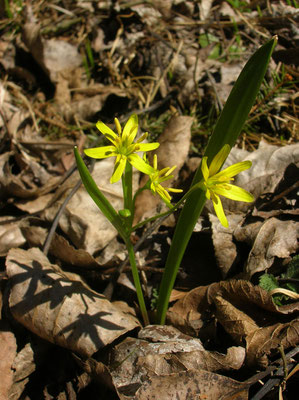 Wald-Gelbstern (Gagea lutea)