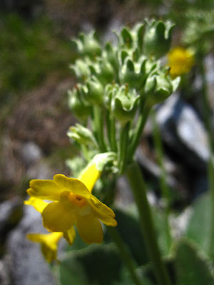 Aurikel (Primula auricula)