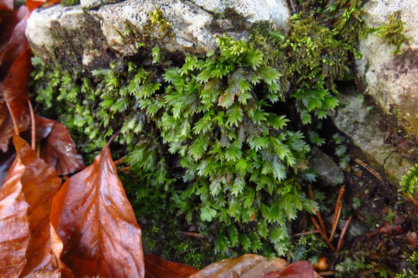 Eibenblättriges Spaltzahnmoos (Fissidens taxifolius)