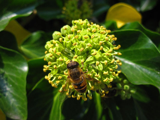 Gewöhnlicher Efeu (Hedera helix)