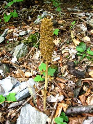 Vogel-Nestwurz (Neottia nidus-avis)