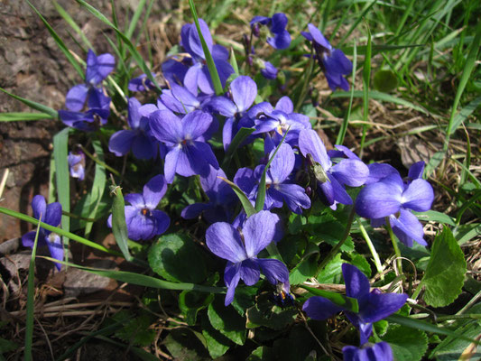 Wiesen-Veilchen (Viola hirta)