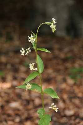 Echte Schwalbenwurz (Vincetoxicum hirundinaria) | Familie: Hundsgiftgewächse