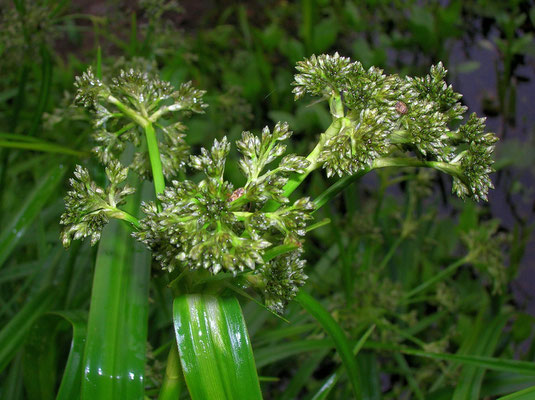 Gewöhnliche Waldbinse (Scirpus sylvaticus)