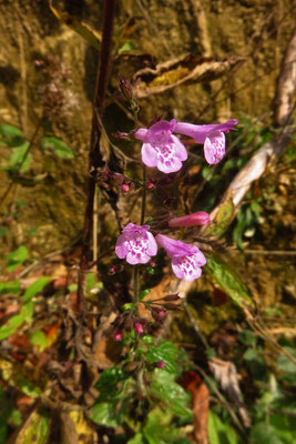 Wald-Bergminze (Clinopodium menthifolium)