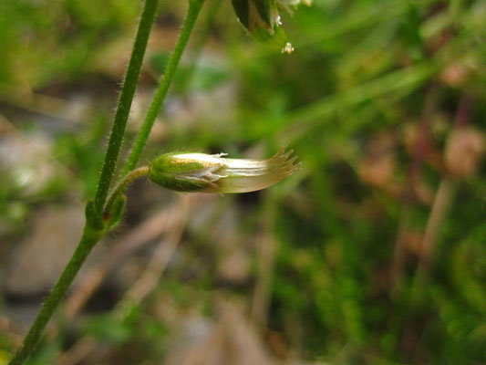 Gewöhnliches Hornkraut (Cerastium holosteoides)