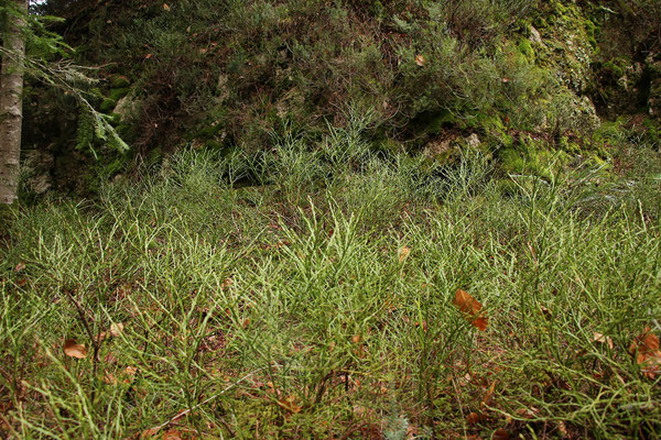 Heidelbeere (Vaccinium mytrillus)