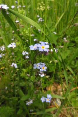 Wald-Vergissmeinnicht (Myosotis sylvatica)