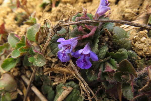 Gundelrebe (Glechoma hederacea) | Fam. Lippenblütler (Lamiaceae)